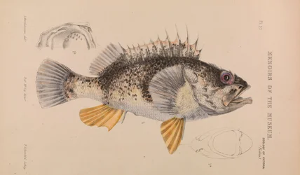 Oceaanbaars, Helicolenus percoides